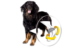 Prospera Plus Maxi Adult 3 Kg 2 title=