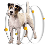 Prospera Plus Mini Adult 2 Kg 4 title=