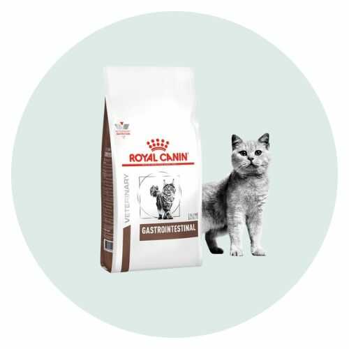 ballet zwanger Gevangene Royal Canin kattenvoer – gezond & kwalitatief