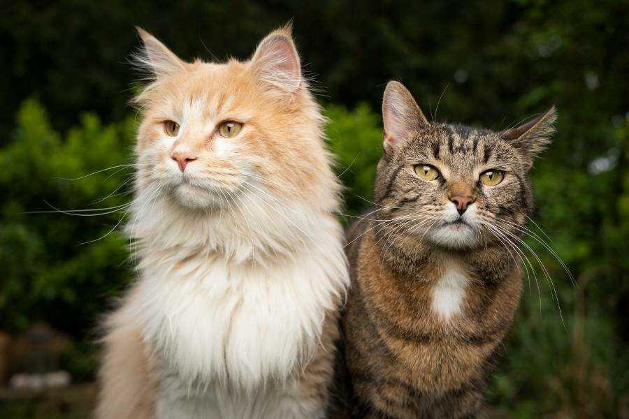 retort hooi vod Royal Canin rasspecifiek kattenvoer - Voer op maat van het ras van je kat,  goedkoop bij Pharmapets