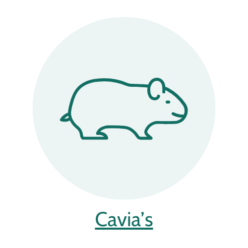 5% op cavia artikelen