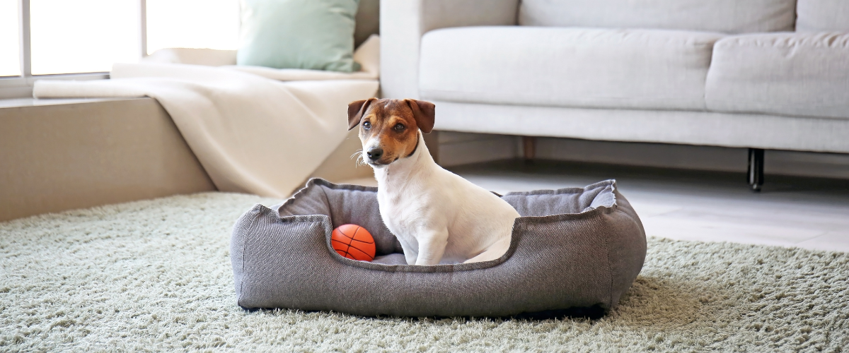 Panier pour chien Gris mémoire de forme Vadigran Fantail Sofa